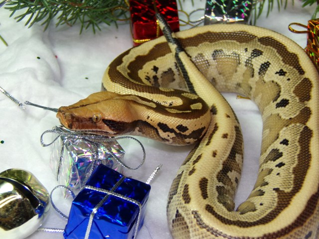 ultra xmas