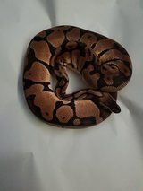 Pastel Het Pied?