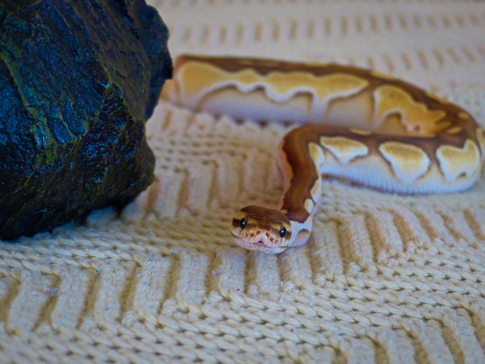 Meet Squeezer,  my sweet, male Ball Python.