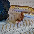 Meet Squeezer,  my sweet, male Ball Python.