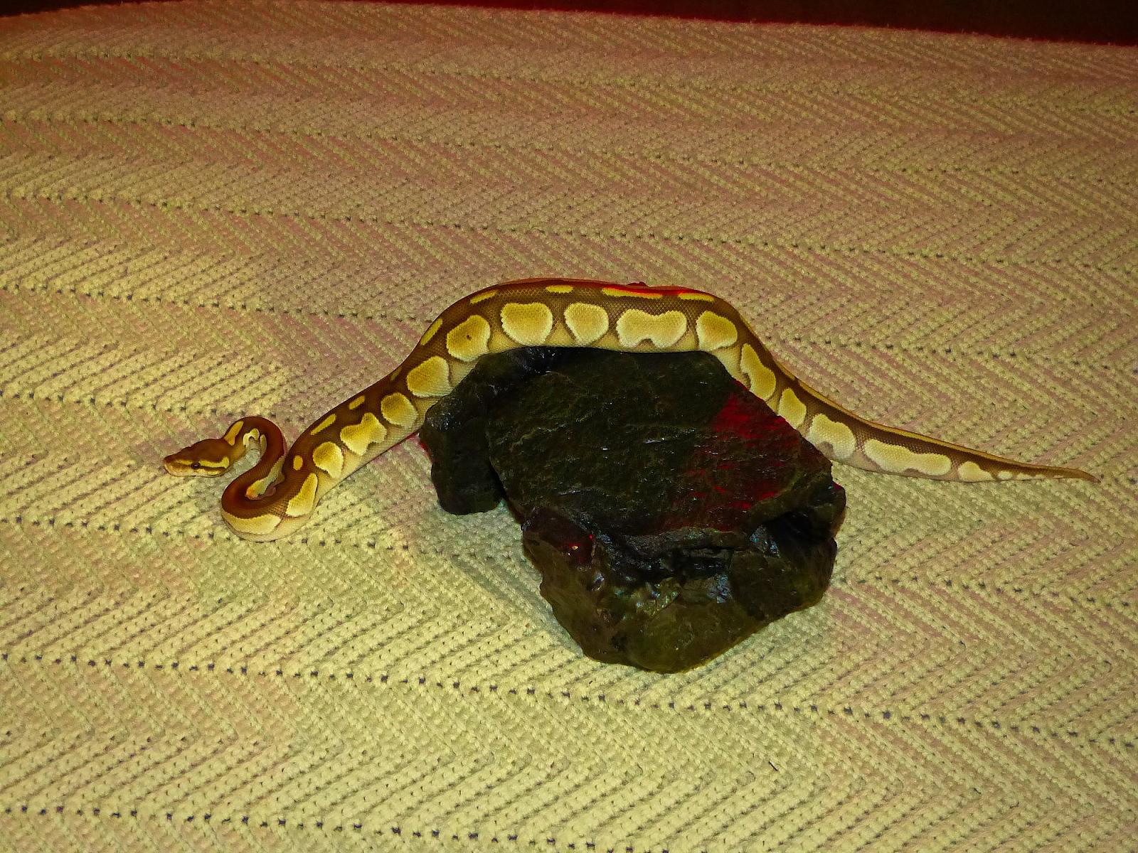 Meet Squeezer,  my sweet, male Ball Python.