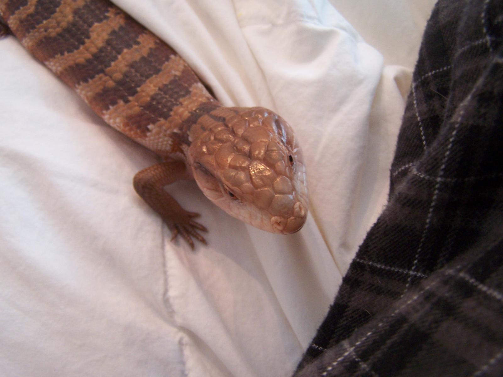 Stumpy the Blue Tongue Skink