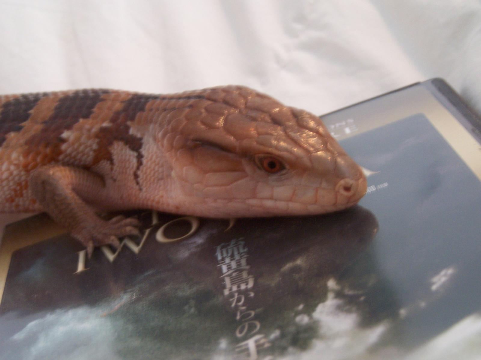 Stumpy the Blue Tongue Skink