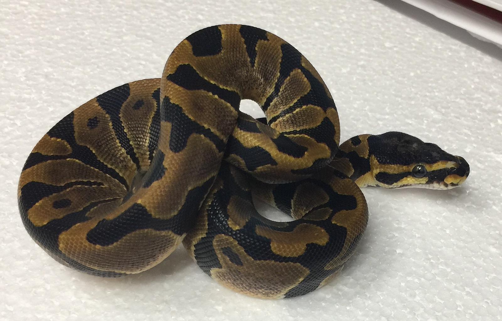 Strange scaleless head female
