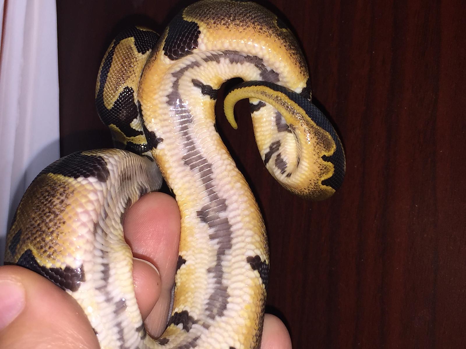 Strange scaleless head female