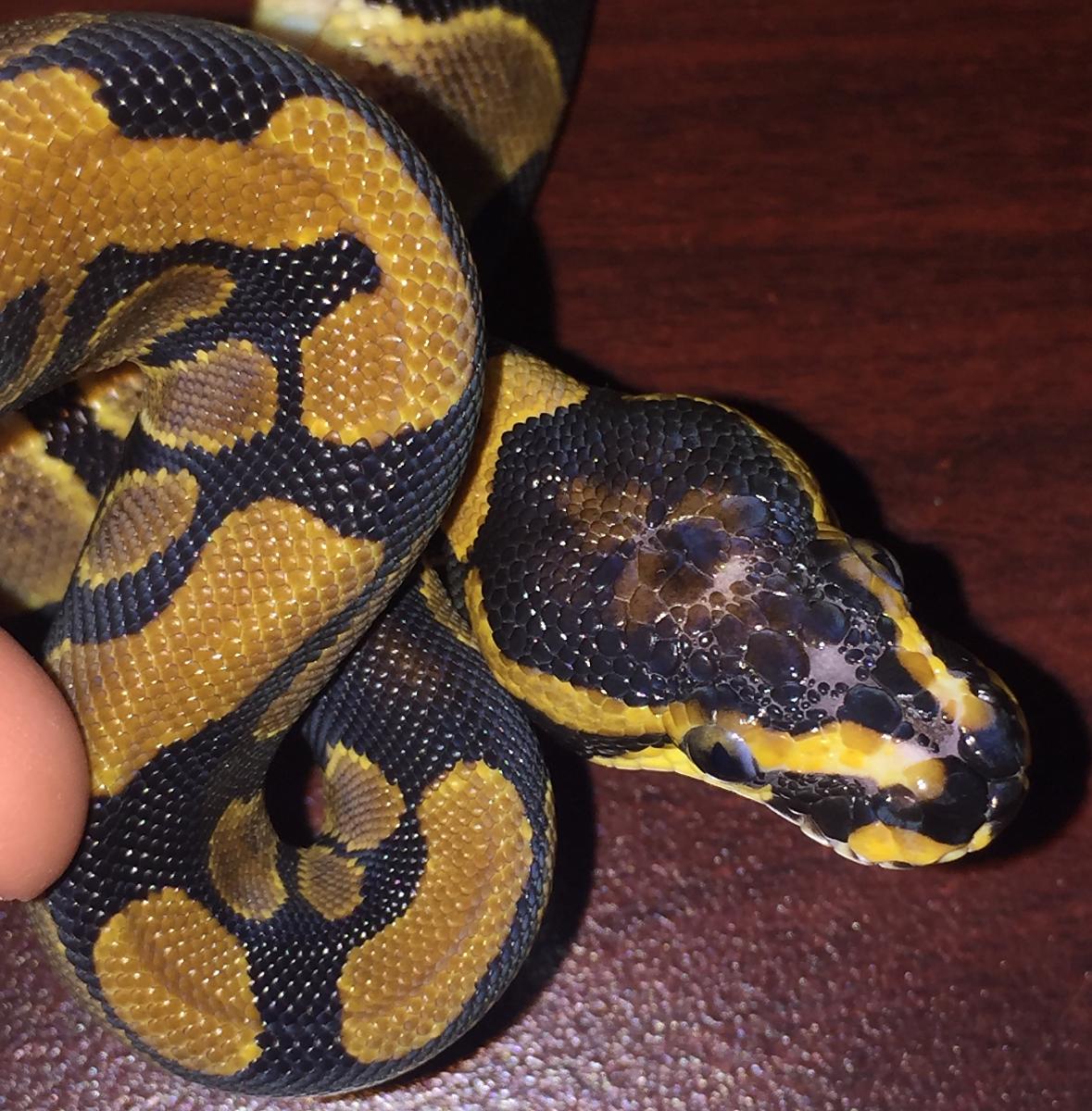 Strange scaleless head female
