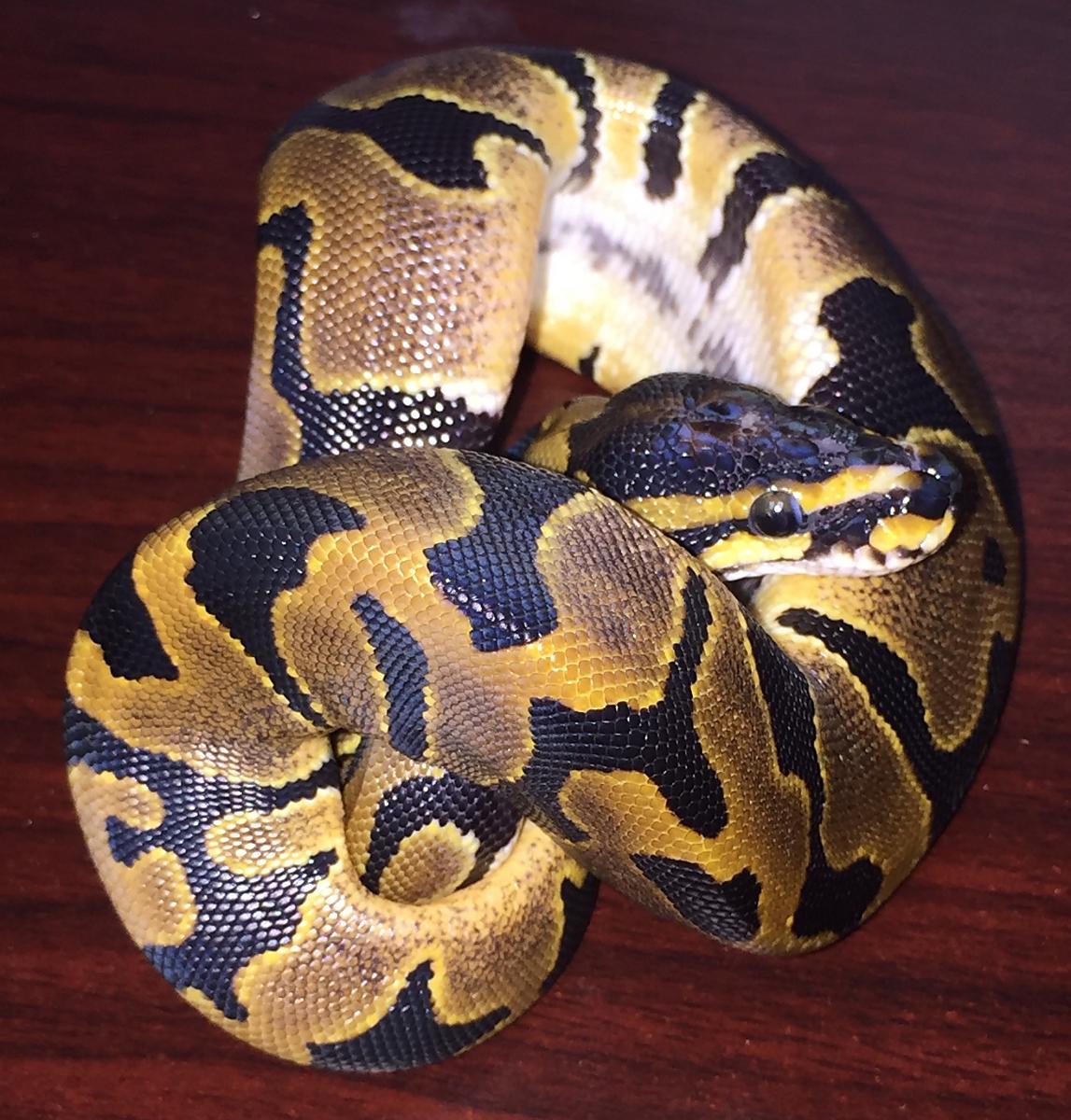 Strange scaleless head female