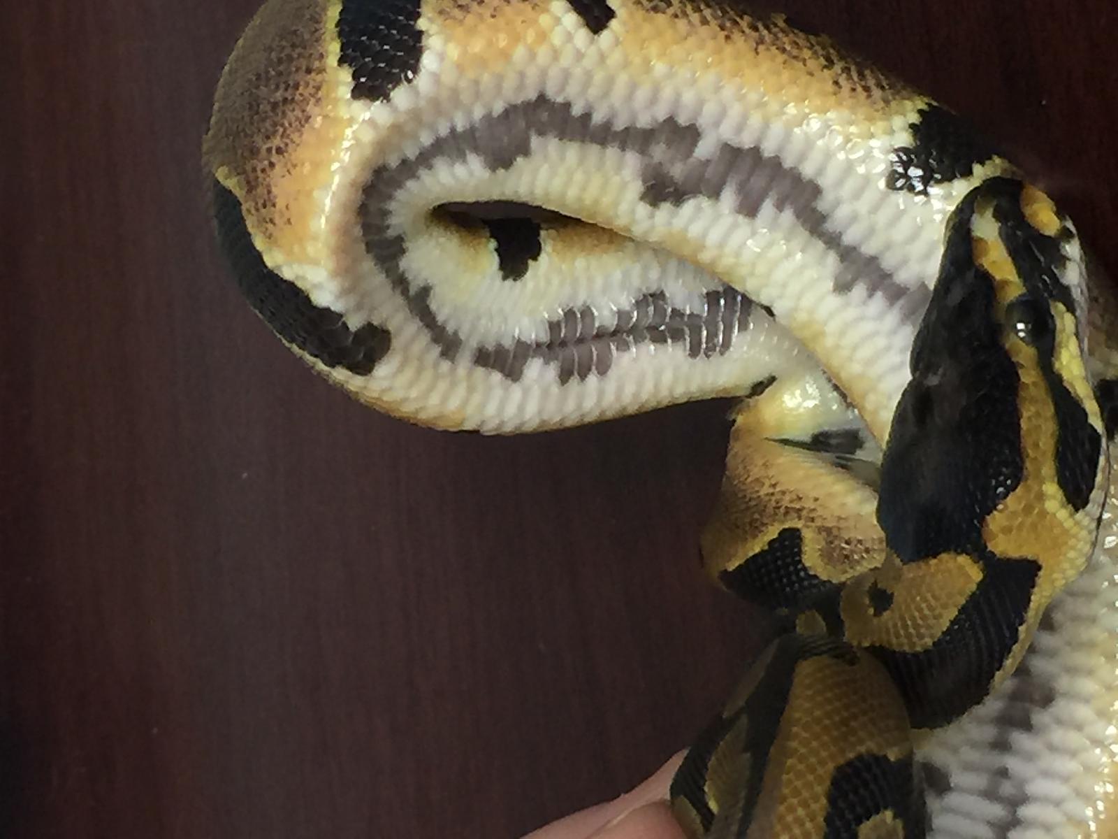 Scaleless Head Strange Girl