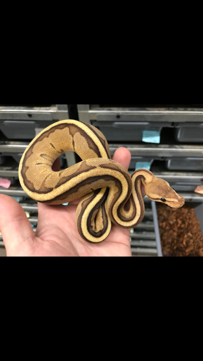 First snake!