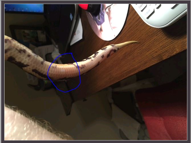 Weird red spot on Jayk