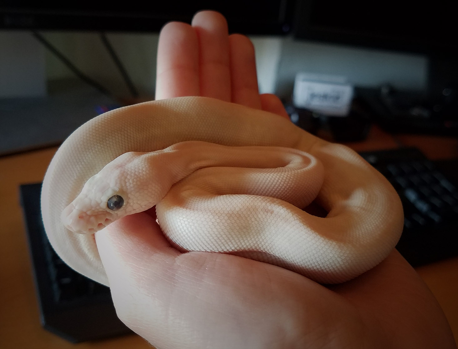 Hello, Coco!