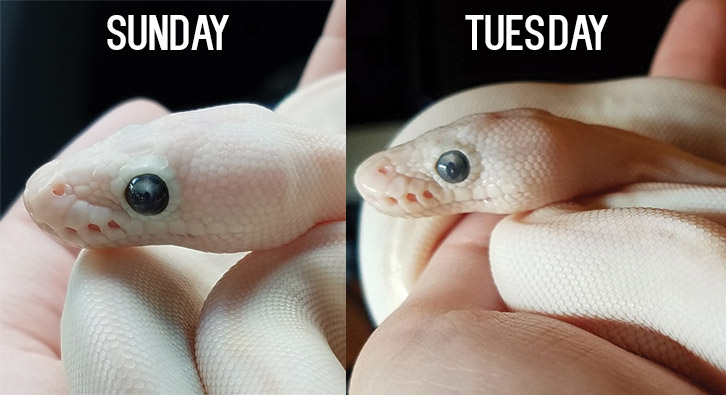Shedding?