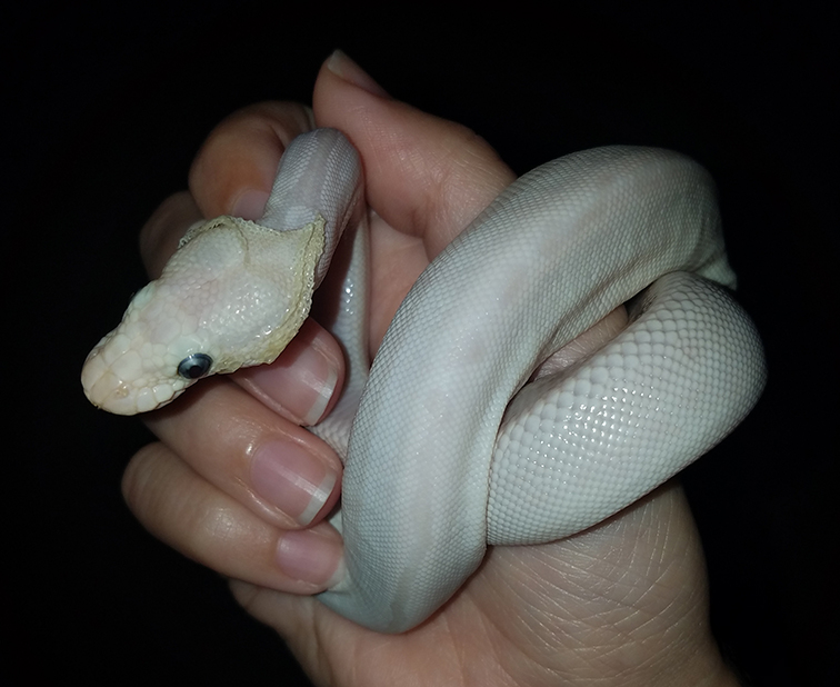 POst shed and sick Coco...