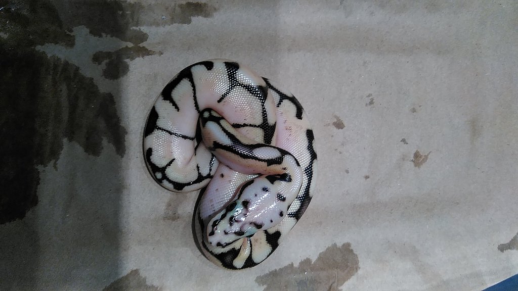 First clutch