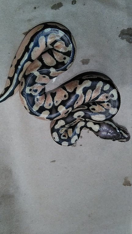 First clutch
