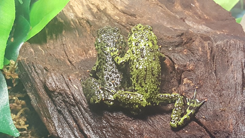 The Toad Bros