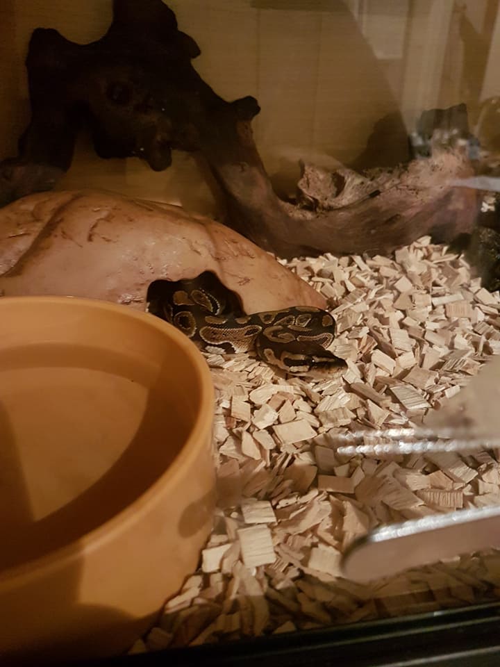 My baby BP Ruby growing up!