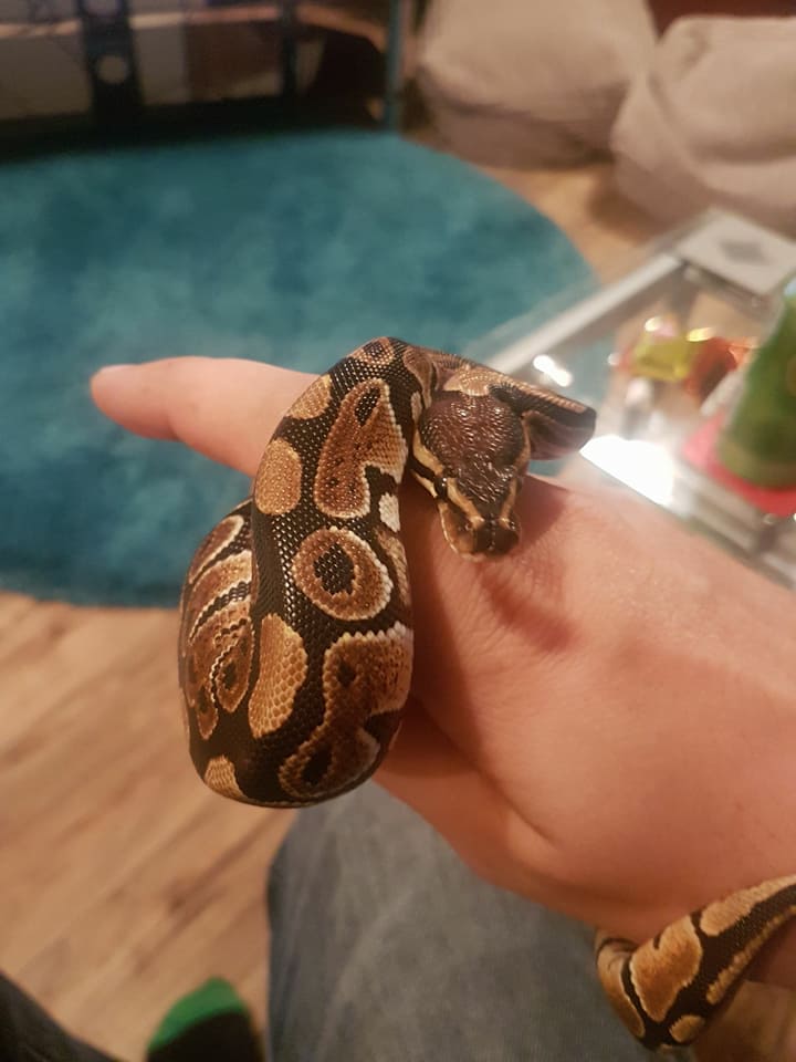 My baby BP Ruby growing up!