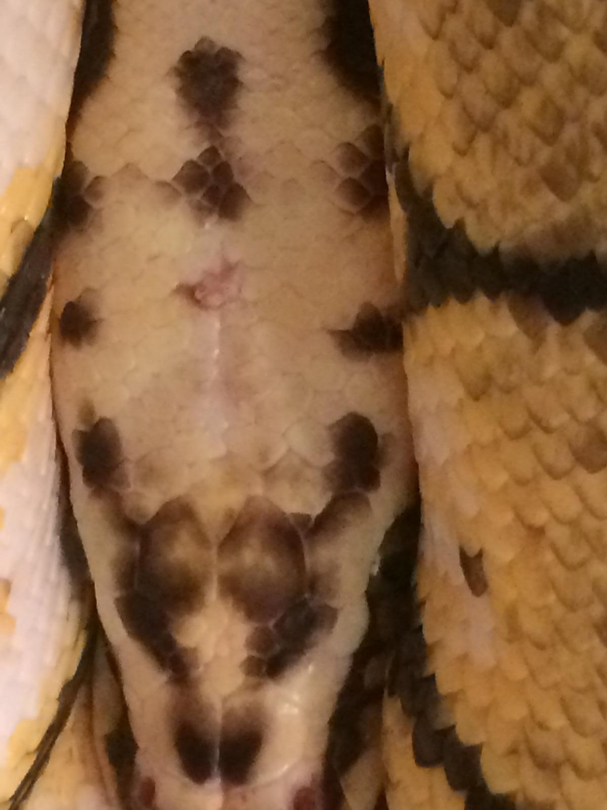 Ballpythonheadspot2