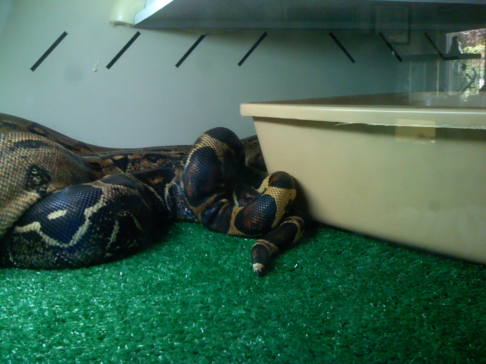 Breeding attempt.