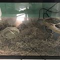 Baby Python's enclosure