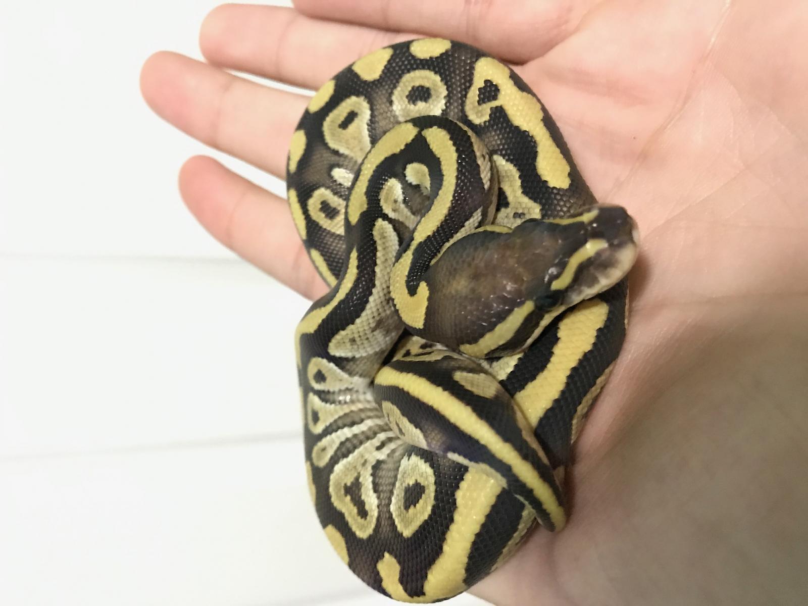New Pythons