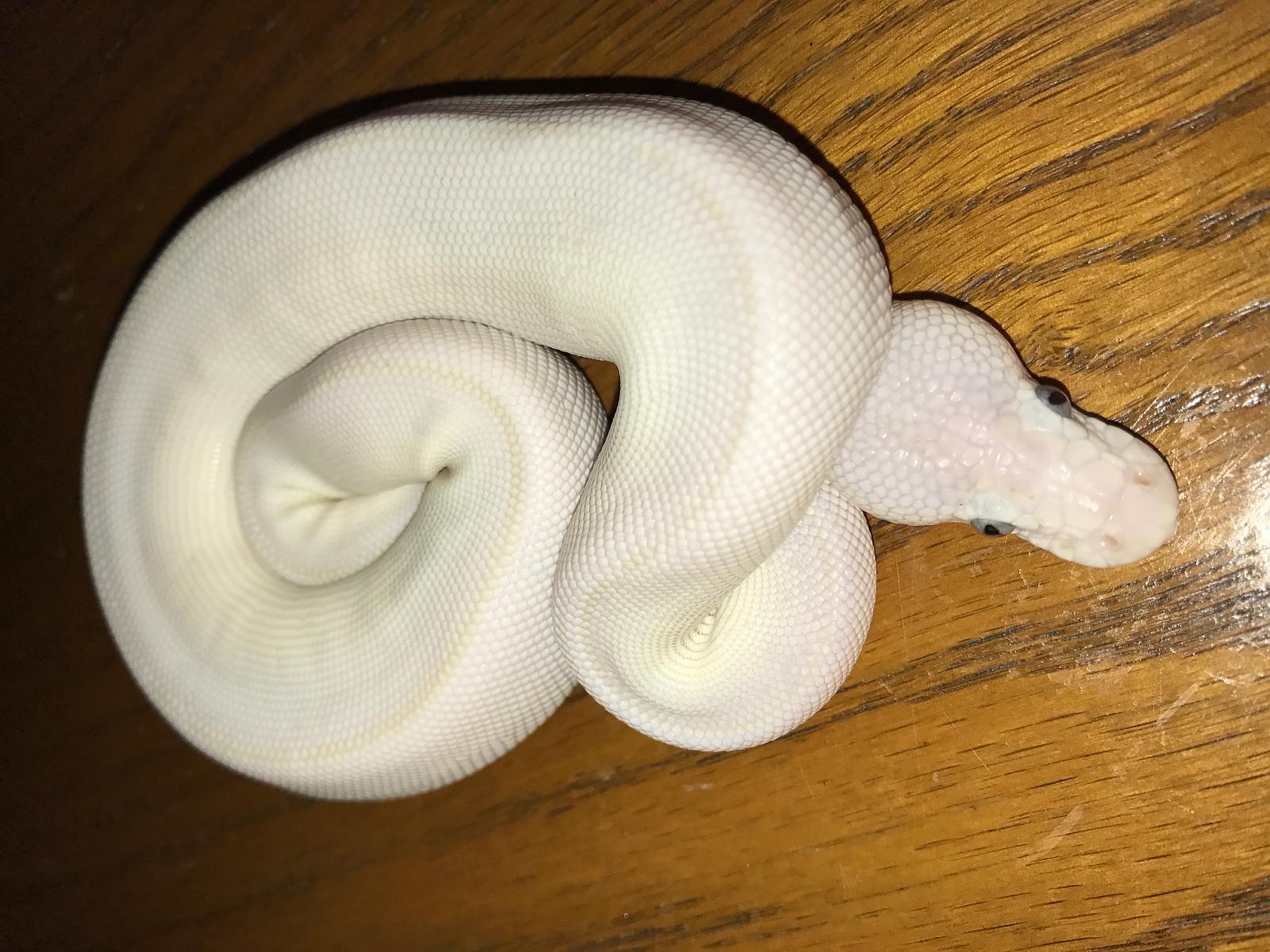 New Pythons