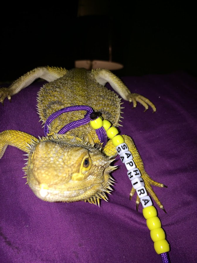 Rescue- Saphira