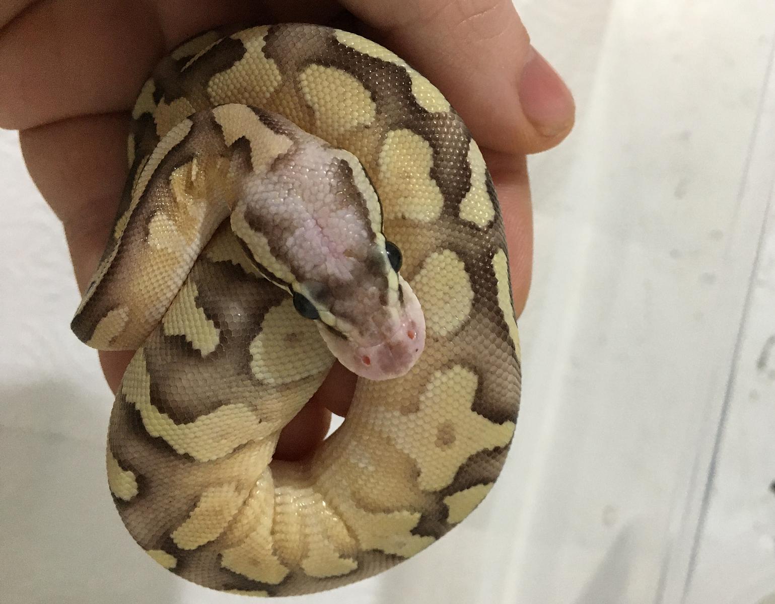 morph id