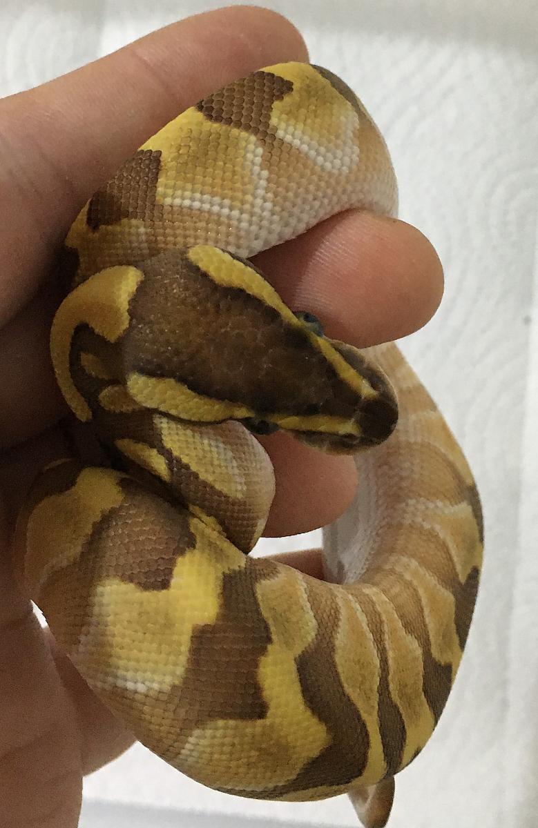 morph4