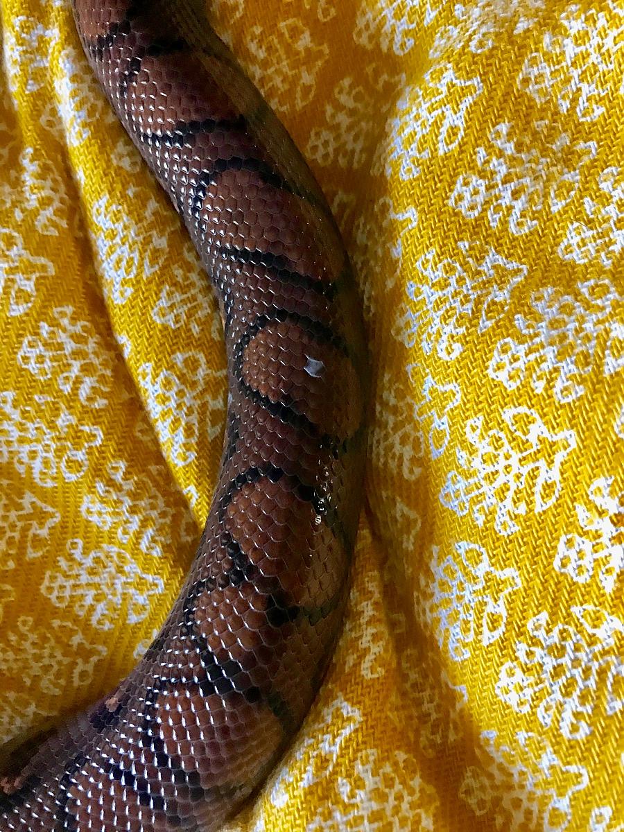 Rainbow Boa Odd Scale