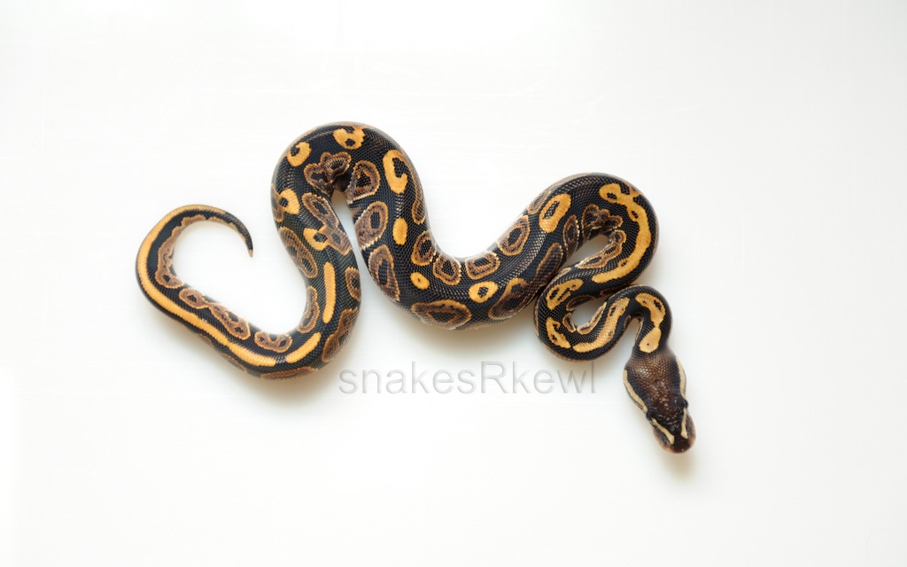 Black Pastel het Albino pos het Hypo Male