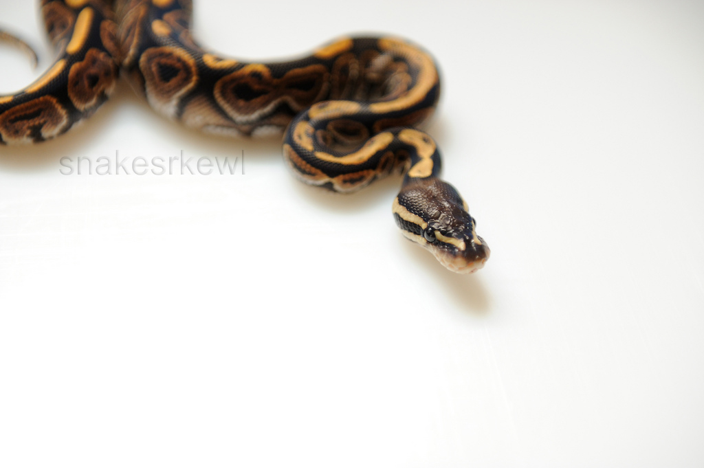 Black Pastel het Albino pos het Hypo Male