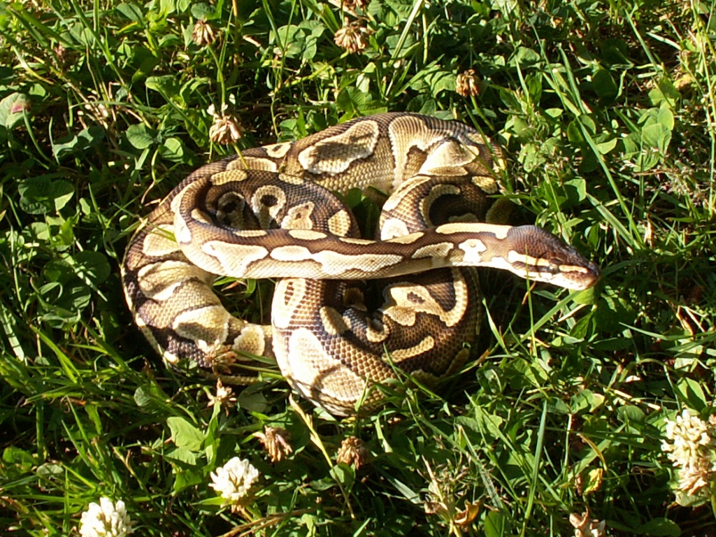 My Lesser female