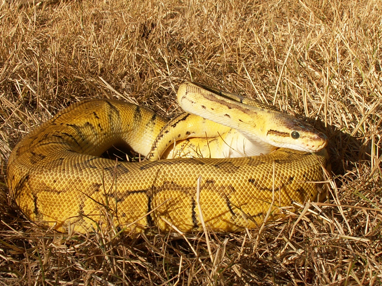 My Lemon Blast female
