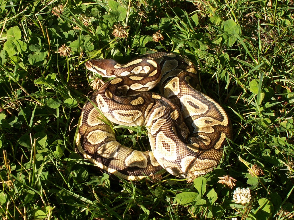 My Lesser female