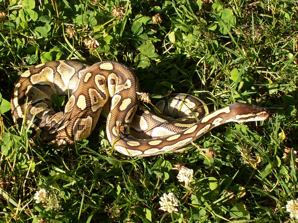 My Lesser female