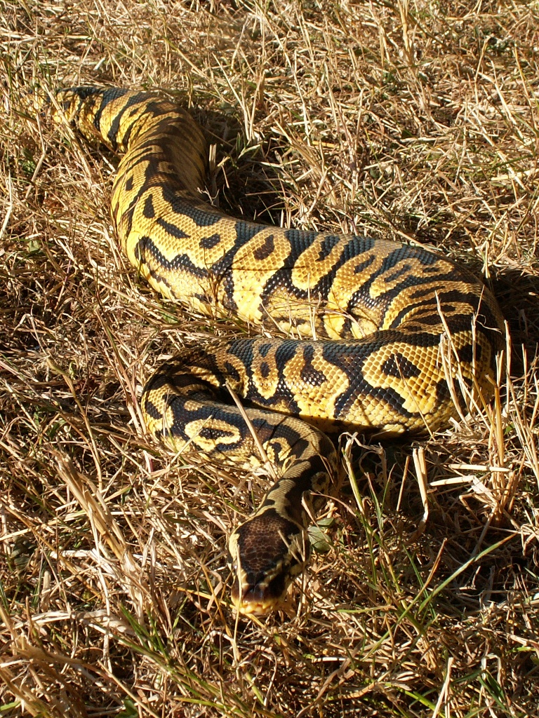 My Pastel Yellow Belly male