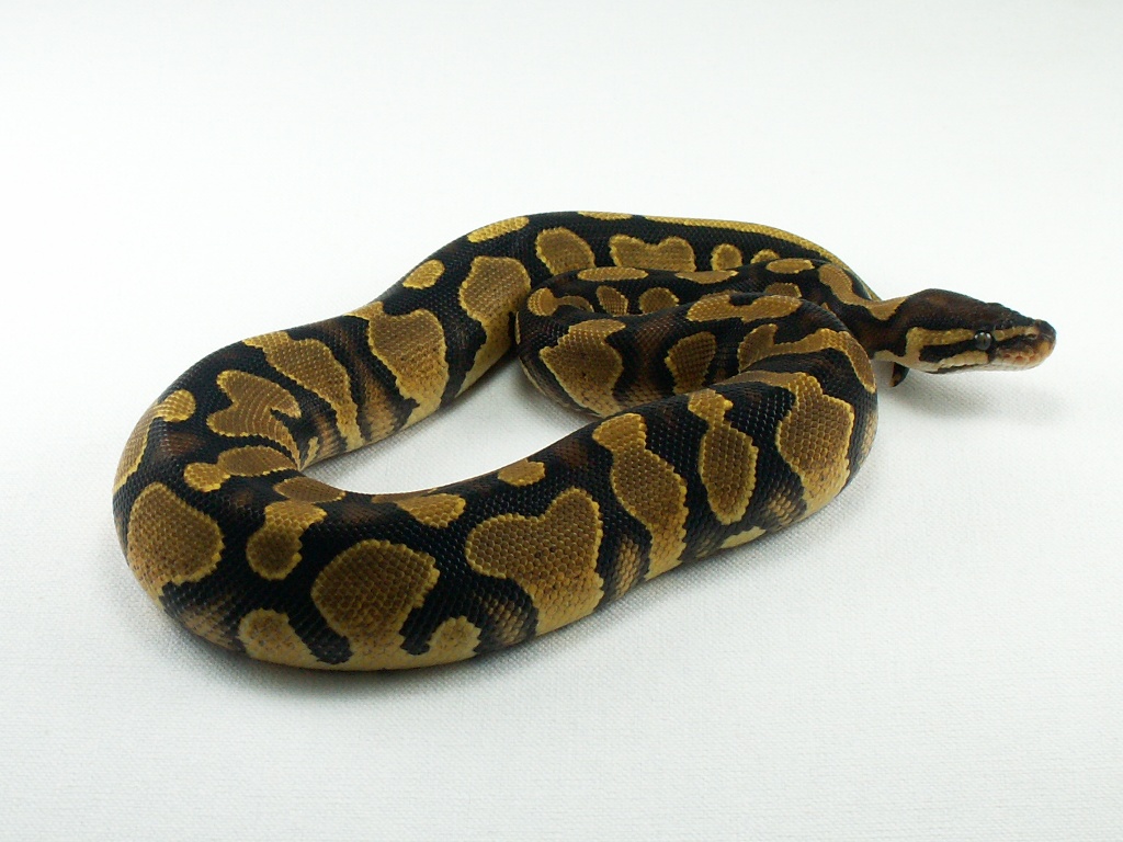 Yellow Belly female 1
