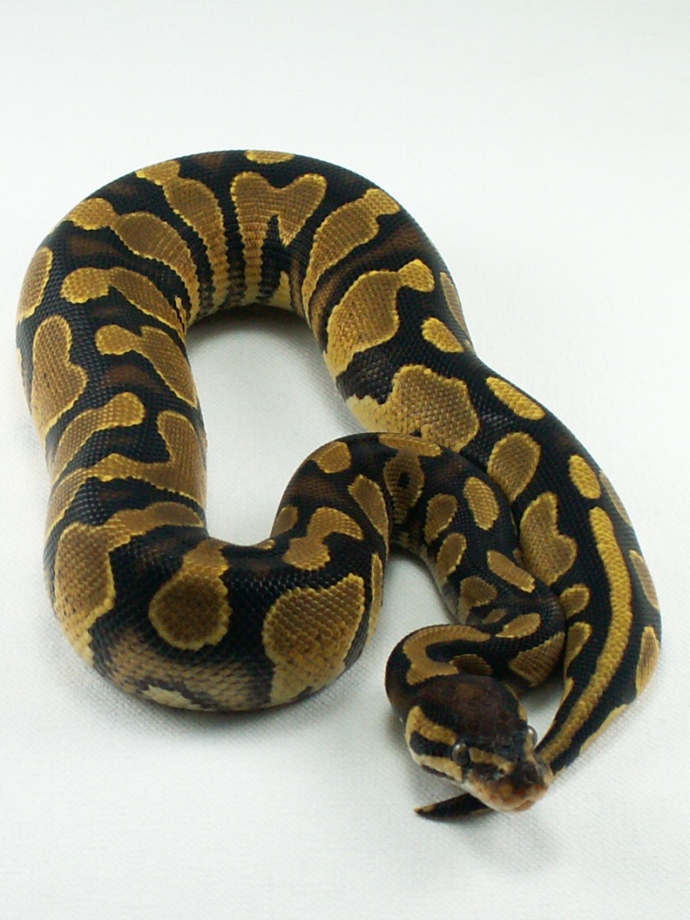 Yellow Belly female 1