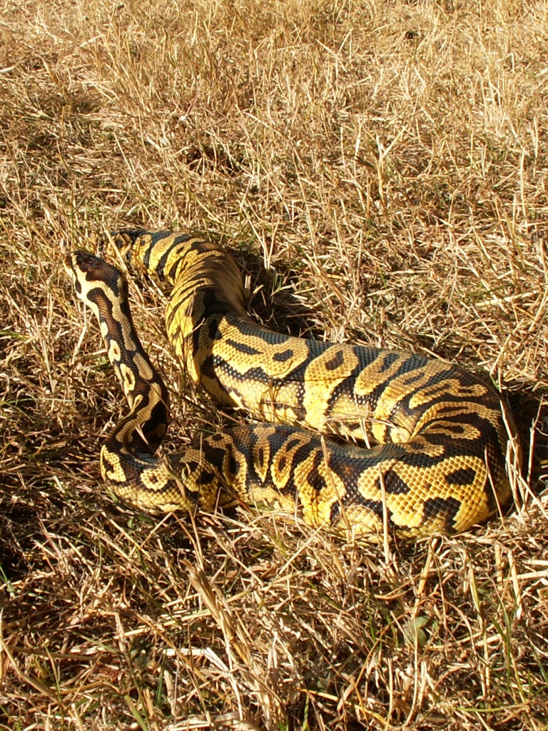 My Pastel Yellow Belly male