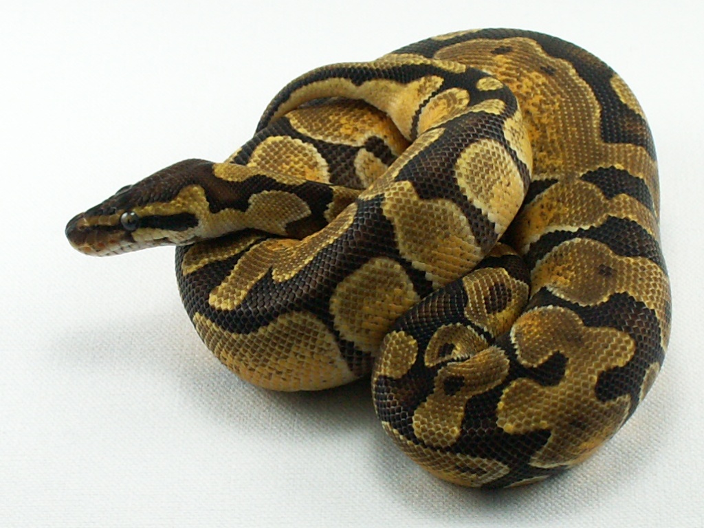 Enchi female 2