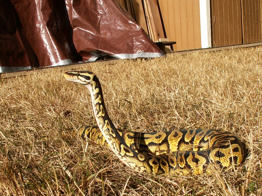 My Pastel Yellow Belly male