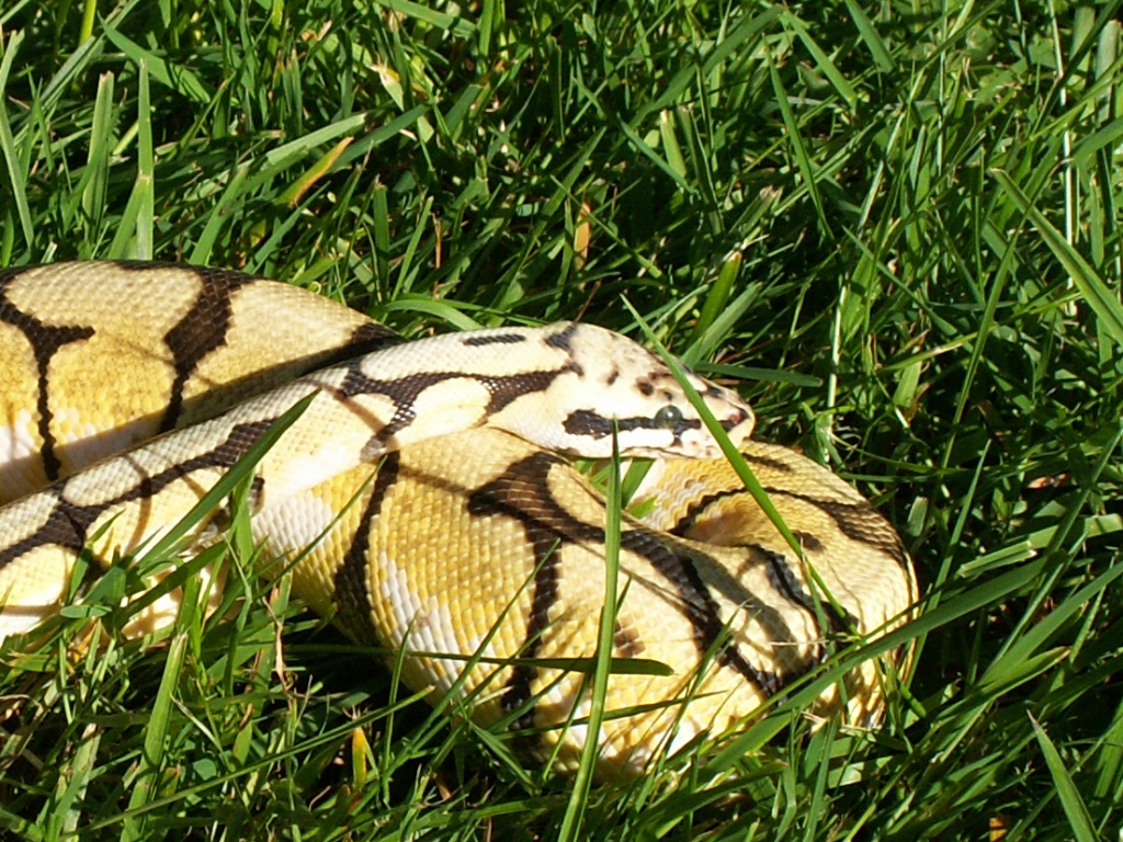 My male Bumble Bee