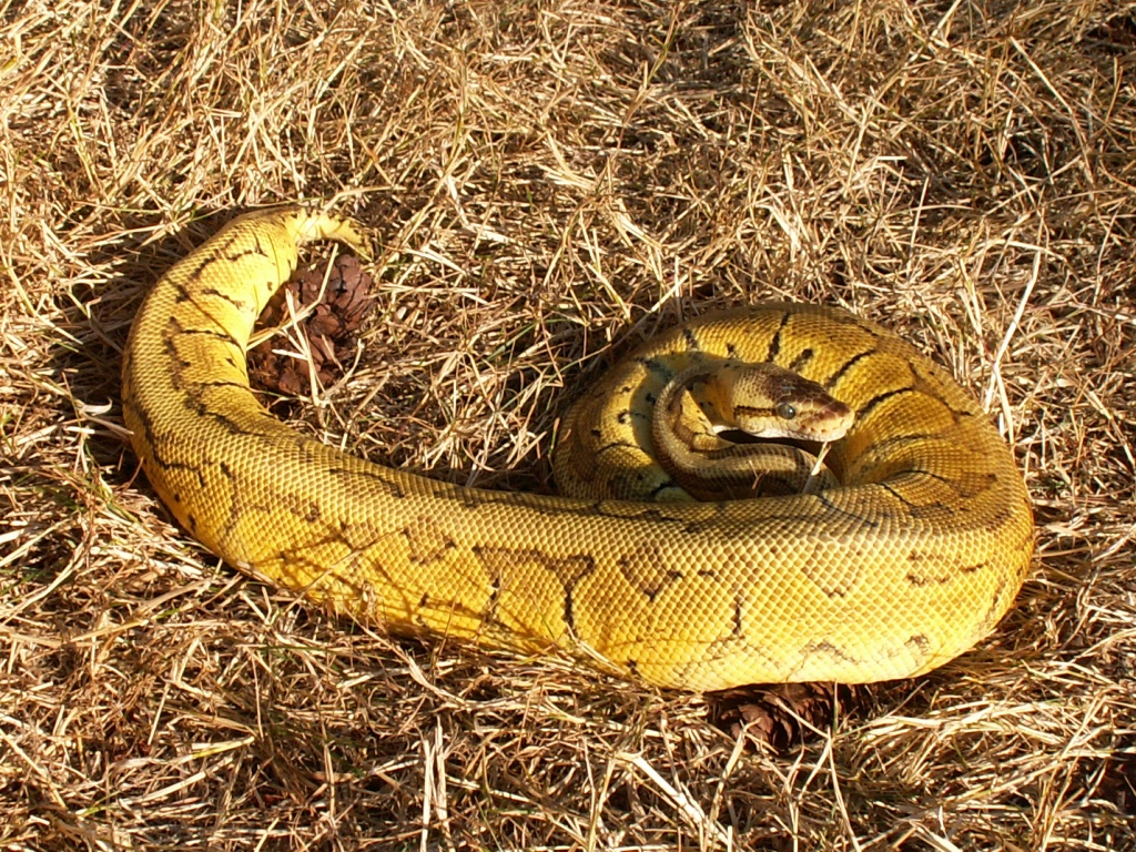 My Lemon Blast female