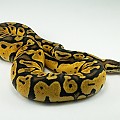 Pastel het Albino female