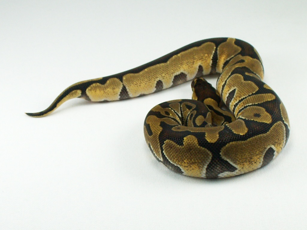 Enchi female 1