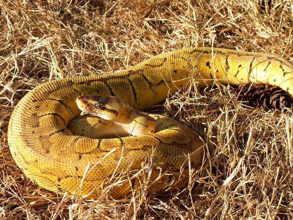 My Lemon Blast female