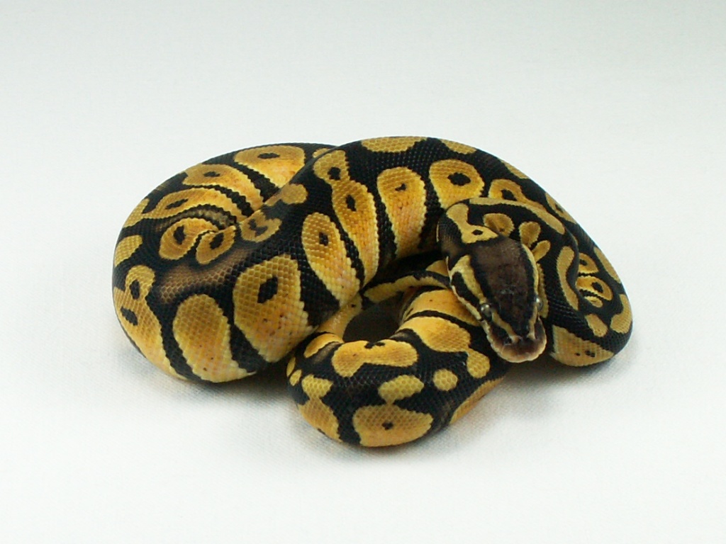 Pastel female 2