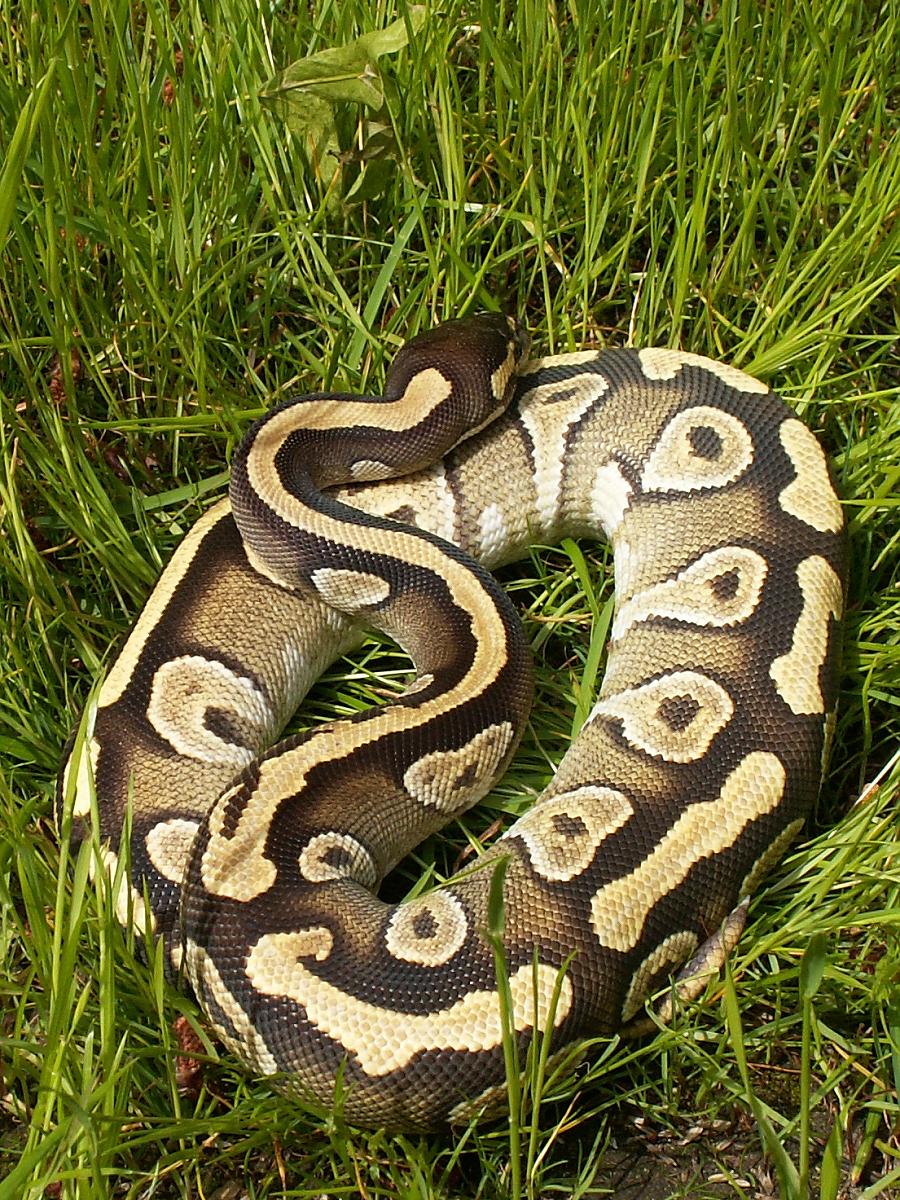 My female Fire Mojave